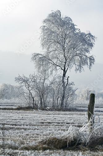 baum im dunst photo