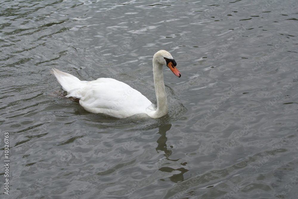 Obraz premium SONY DSC