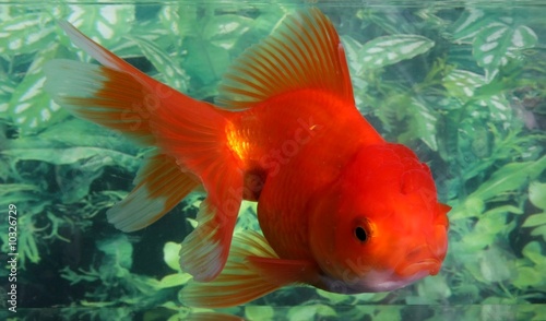 Lionhead goldfish with beautifil tail fin in aquarium