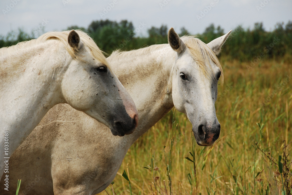 Obraz premium Couple de camarguais