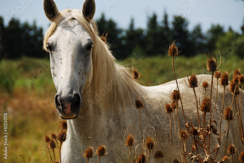 Canvas Print Le Camarguais sauvage