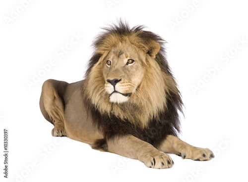 lion in front of a white background © Eric Isselée
