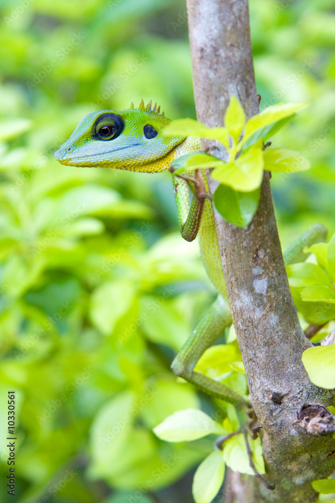 green lizard on a tree green lizard on a tree