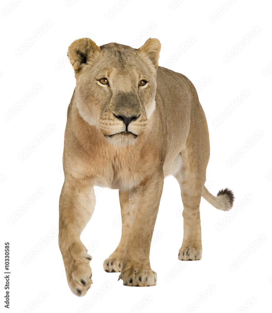 lioness in front of a white background