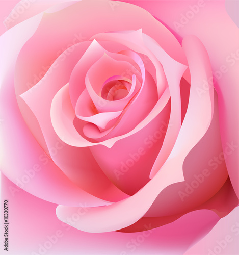 Pink rose