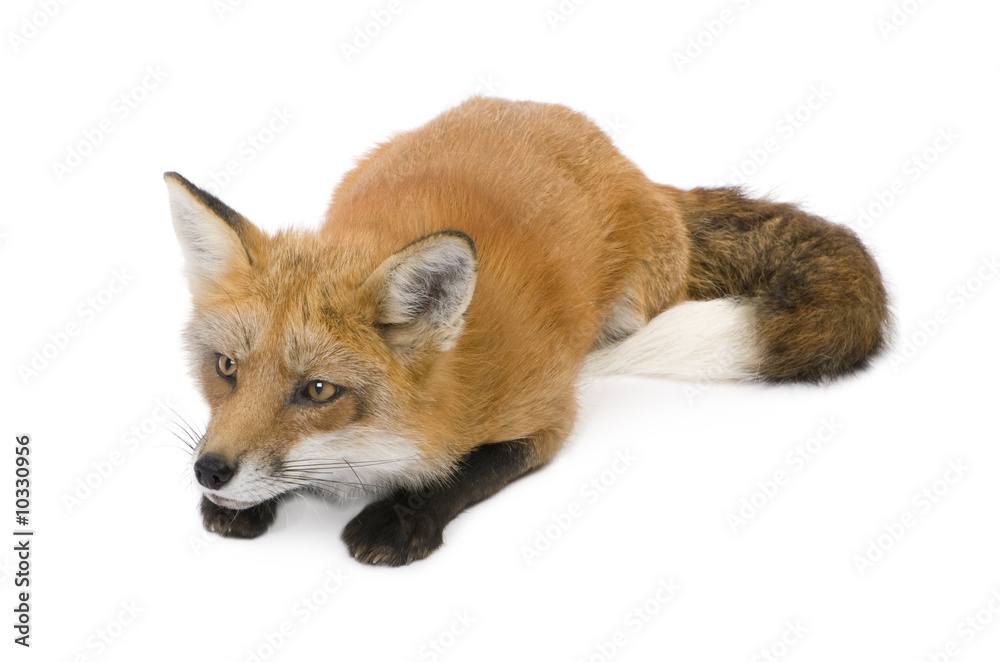 Fototapeta premium Red fox (4 years) in front of a white background
