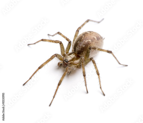 Barn funnel weaver spider in front of a white background