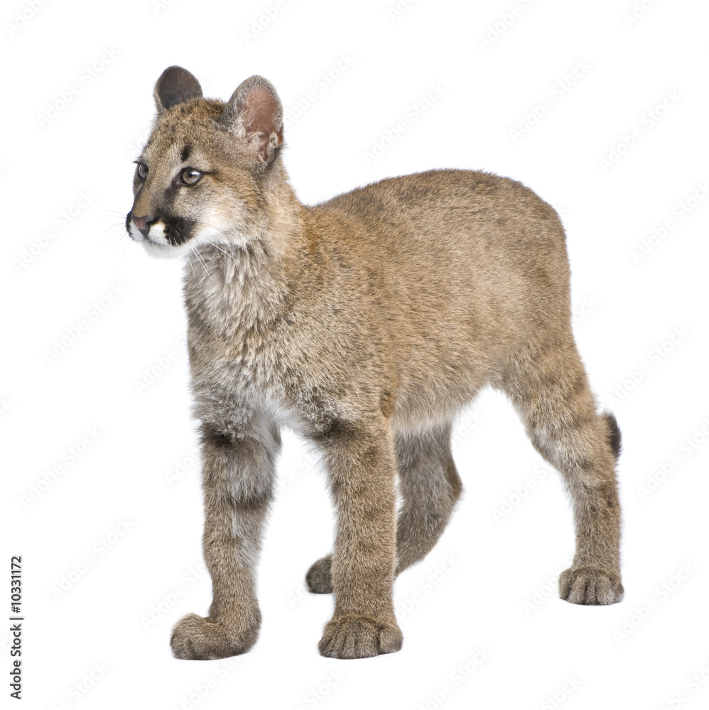 Naklejka premium Puma cub in front of a white background