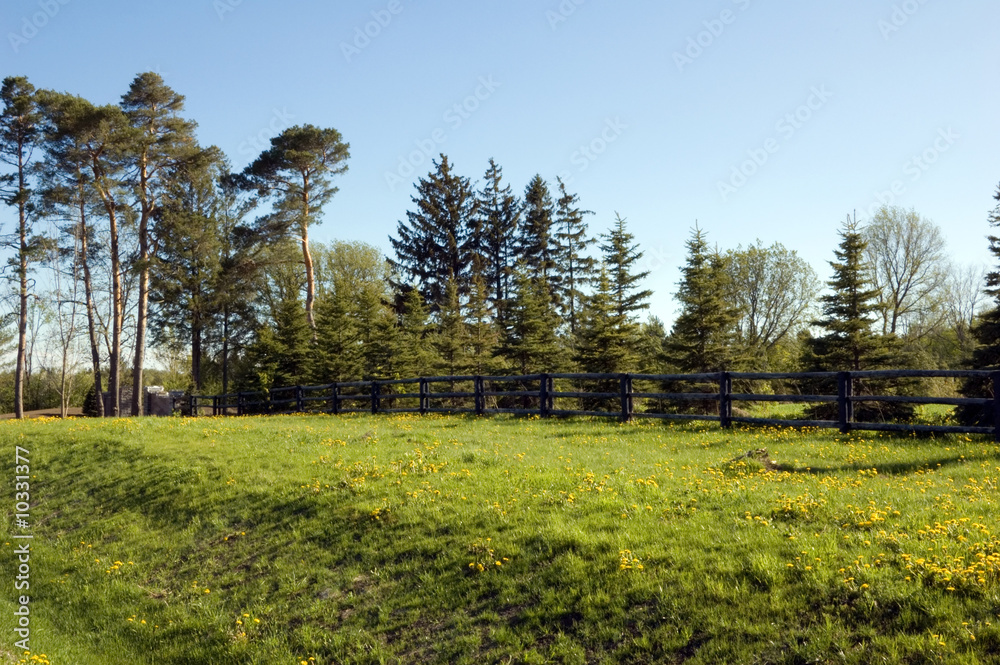 Pine trees and green grass in sunset lit