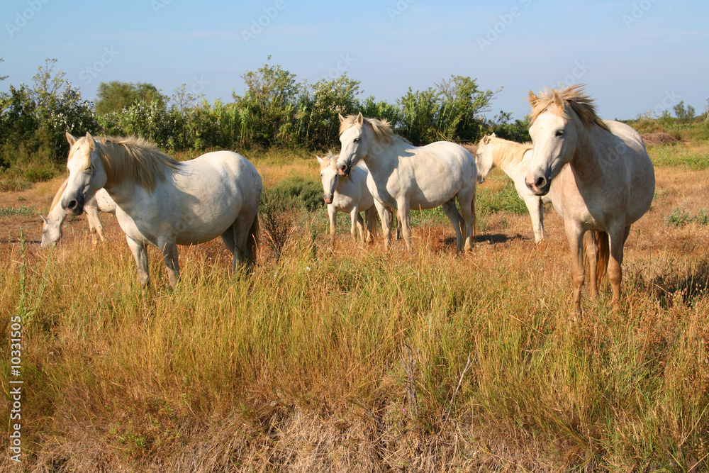 Chevaux camarguais Chevaux camarguais