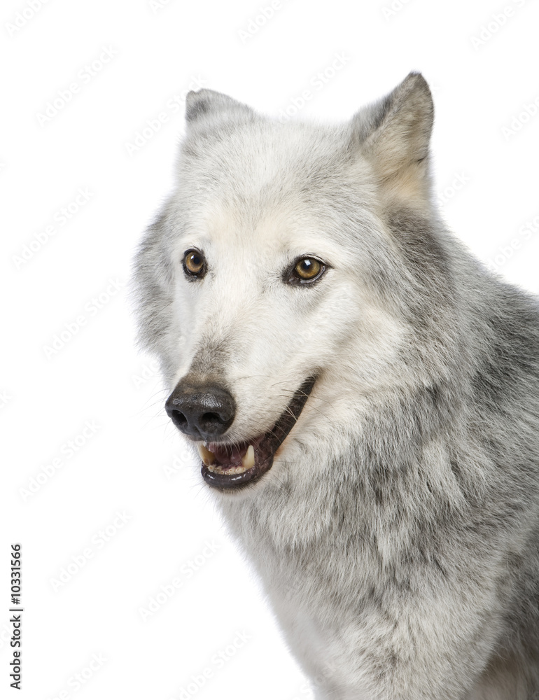 Mackenzie Valley Wolf (8 years) in front of a white background