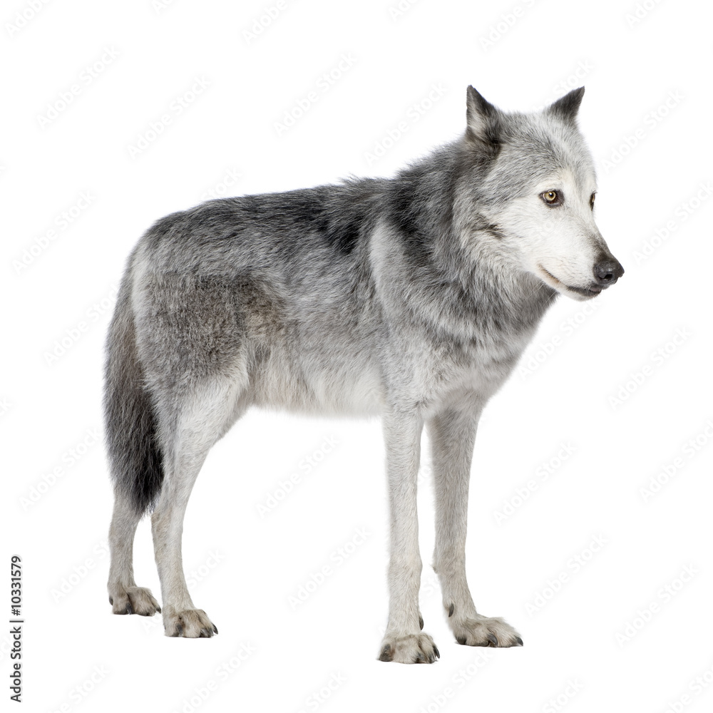 Mackenzie Valley Wolf (8 years)  in front of a white background