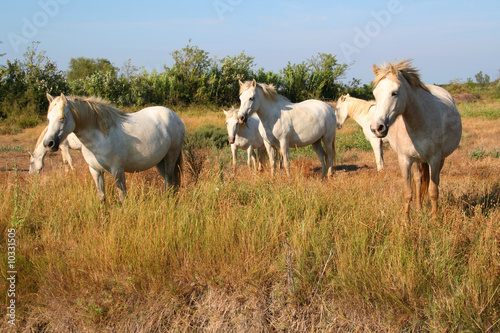 Chevaux camarguais