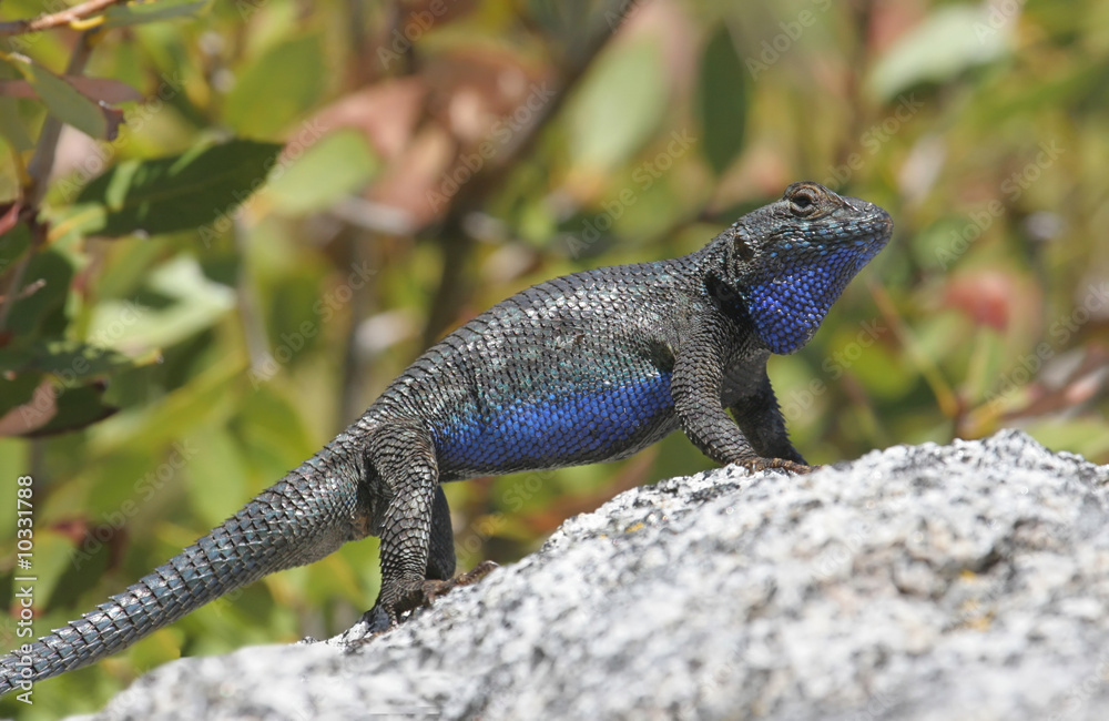 Blue-bellied or Western Fence Lizard (sceloporus occidentalis) Blue-bellied or Western Fence Lizard (sceloporus occidentalis)