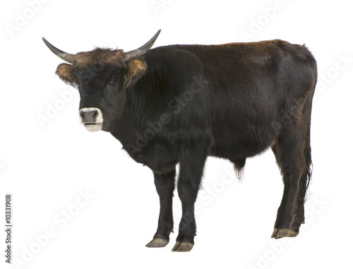 Heck Cattle - auroxen in front of a white background