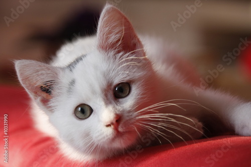 Chaton