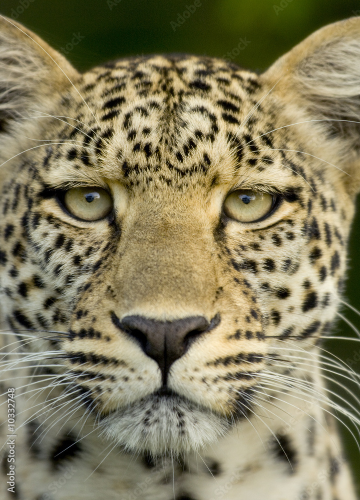 Fototapeta premium Leopard in the serengeti national reserve