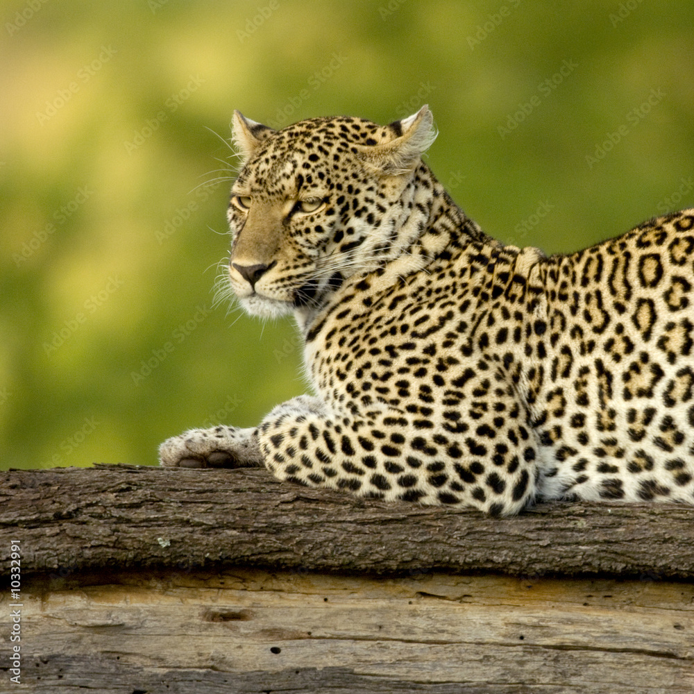Leopard in the serengeti national reserve Leopard in the serengeti national reserve