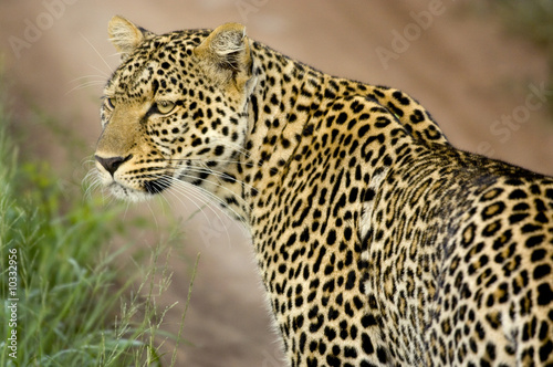 Lampart w krajowej rezerwie Serengeti