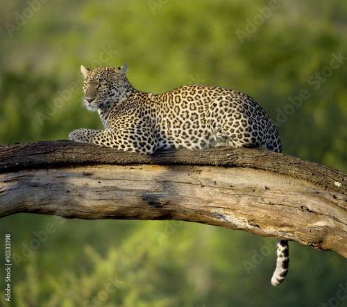 Leopard in the serengeti national reserve