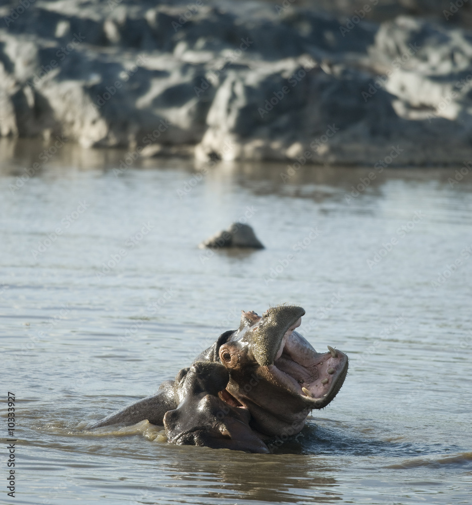 Fototapeta premium hippopotamus