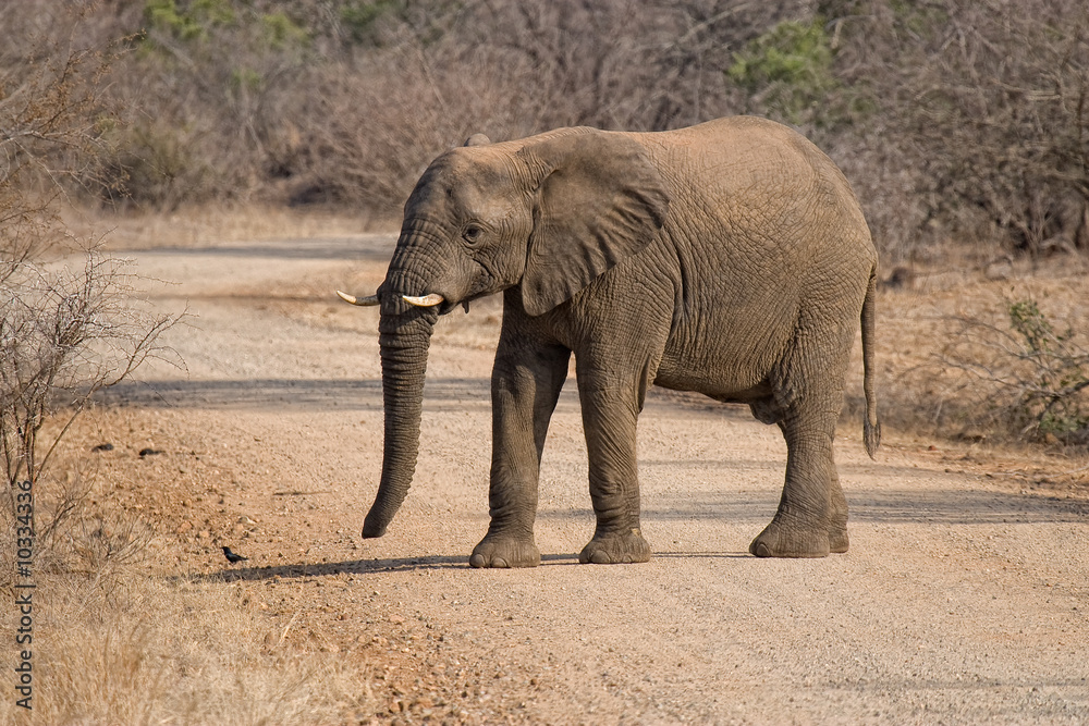 Fototapeta premium elefant