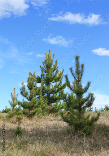 Young pine trees growing outside