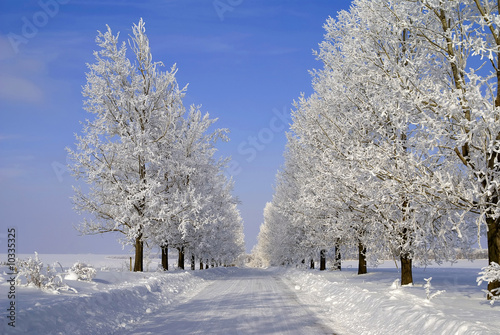 Beauty frozen trees on blue sky background