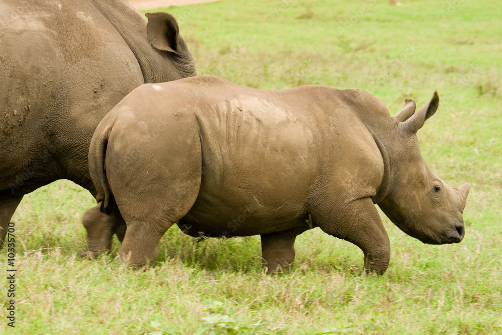rhino rhino