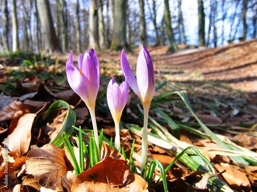 Krokusse