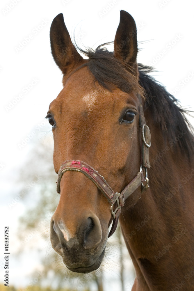 Obraz premium Portrait of brown horse on sky background
