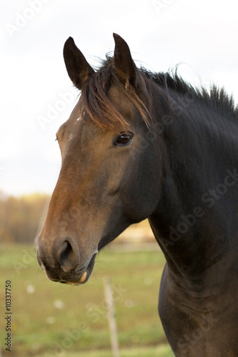 Fototapeta Naklejka Na Ścianę i Meble -  Portrait of black horse on sky background