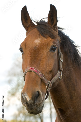Portrait of brown horse on sky background