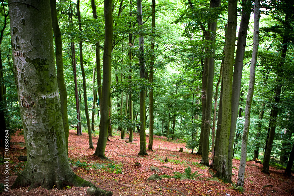 Fototapeta premium Surroundings of Karlovy Vary (Czeck Republic)