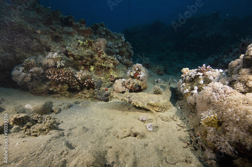 indean ocean crocodilefish (papilloculiceps longiceps) photo