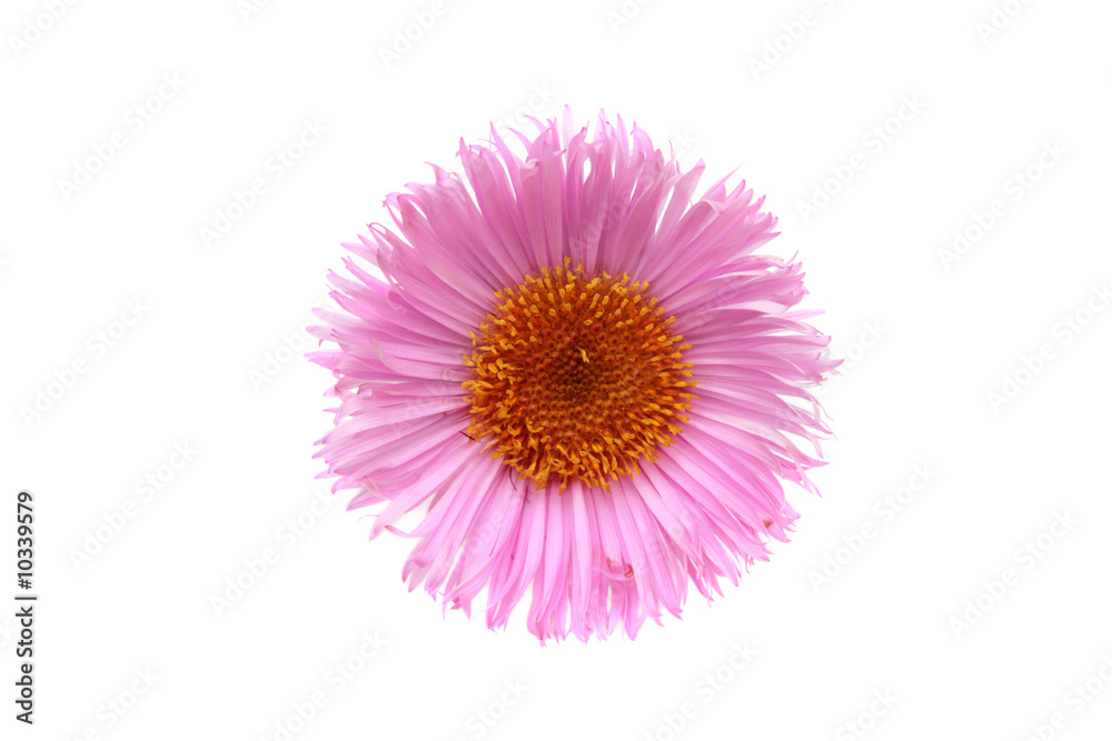 Obraz premium Pink daisy isolated on white.