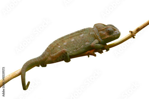 dark green chameleon isolated sitting on the branch © Dmitry