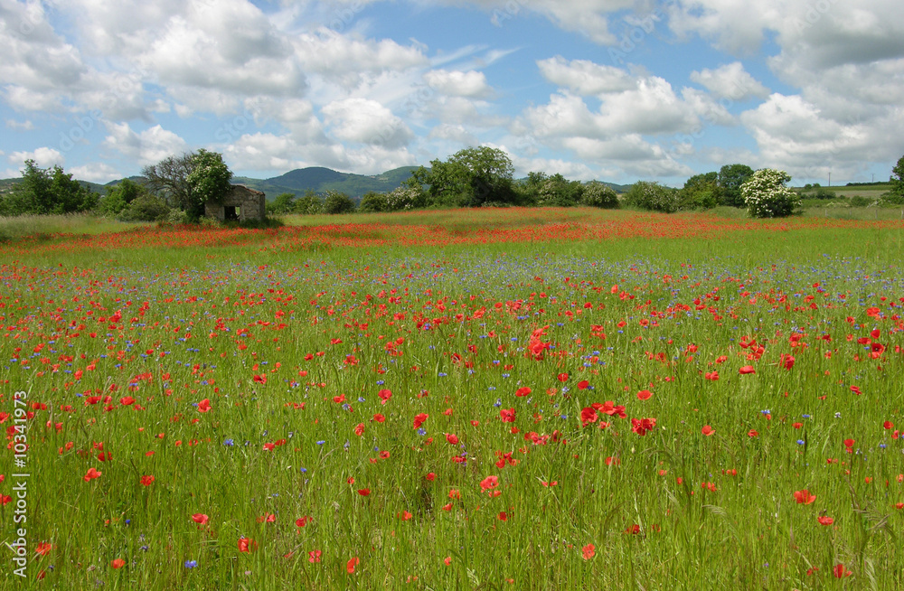 pré de fleurs champêtre