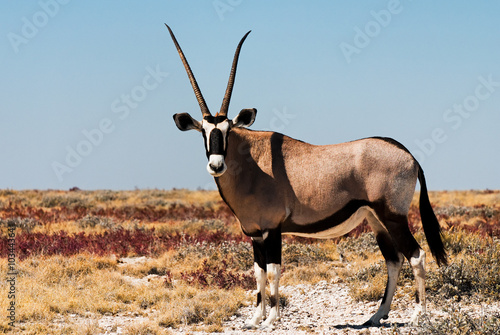 Spießbock - Oryx Antilope