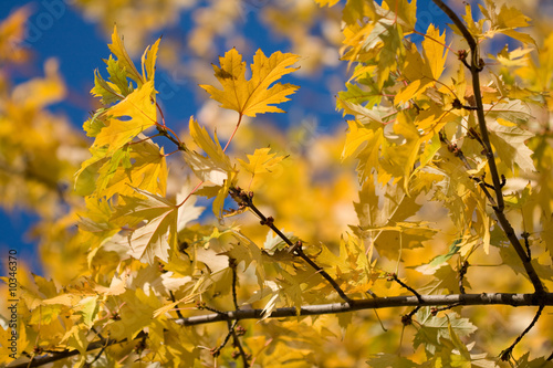 Yellow maple leaves on a background sky