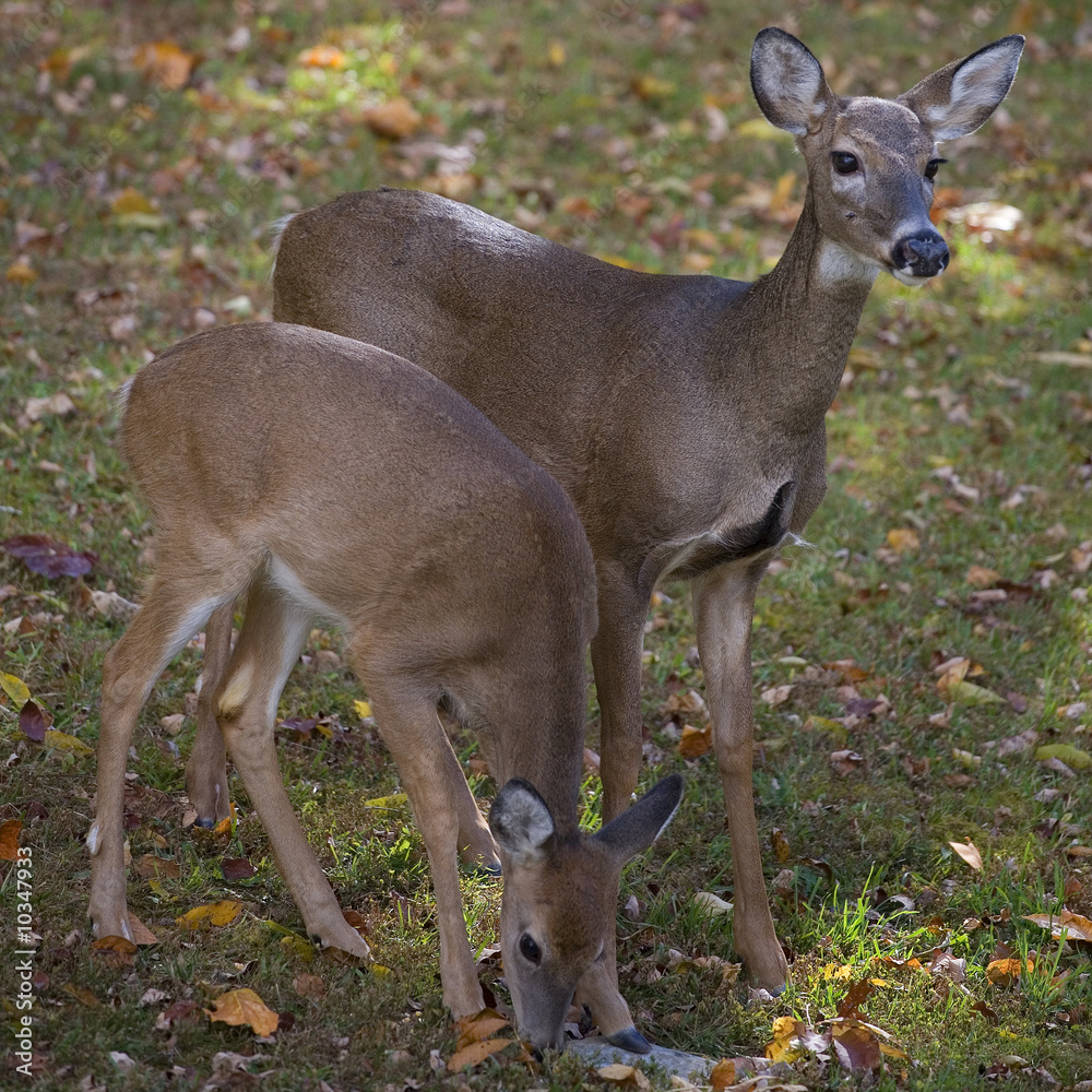 Fototapeta premium a pair of whitetail does in the autumn