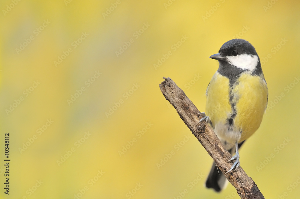 Obraz premium Mésange charbonnière Parus major