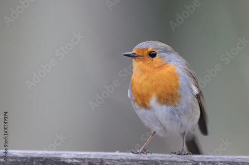 rouge gorge Erithacus rubecula