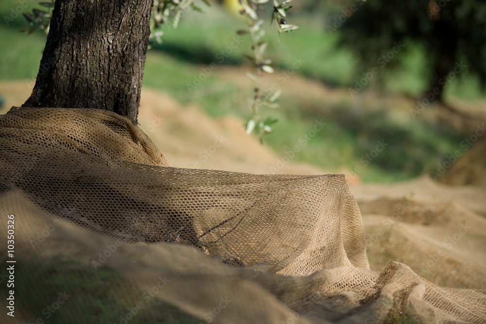 Obraz premium raccolto