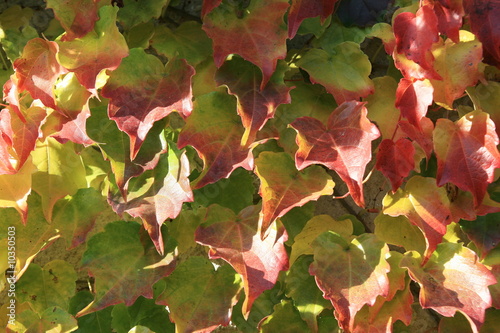 Autumn background with the leaves