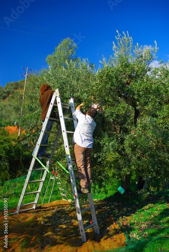 La raccolta delle olive 10