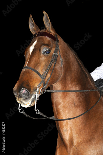 Saddlebred horse in English livery