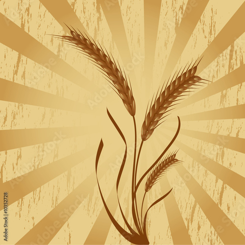 wheat ears