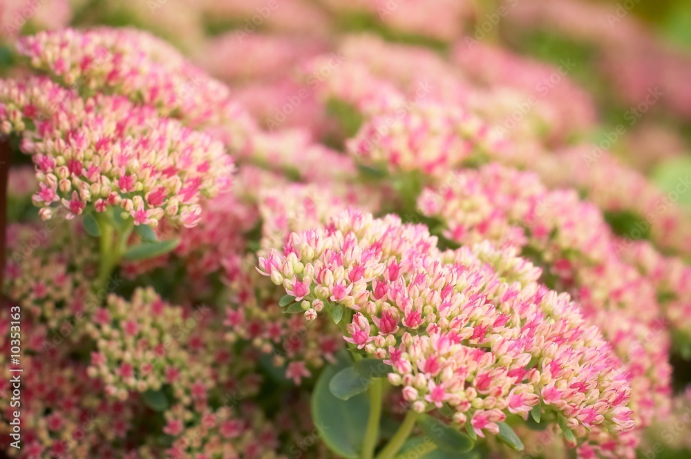 Obraz premium macro pink flowers