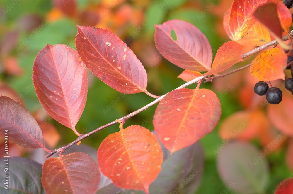 red autumn leaves